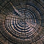 Wael B. Hallaq ile söyleşi