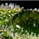 Muvâfakât Okumalarından Notlar: 7. Mukaddime