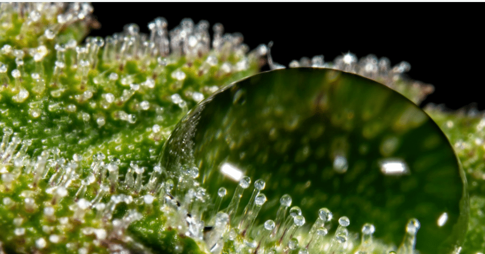 Hayat Düşüncesi (Tasavvuru)