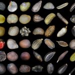 Devlet Yada İktidar Sınıfı