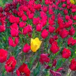 Medine Sözleşmesi Bugün Ne İfade Ediyor ?  1