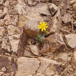 Hz. Muhammed ve  Halifelerinin Siyasi Modeline Genel Bir Bakış