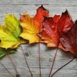 ABD Solculuğu Mamdani İle Diriliyor Mu?