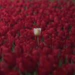 Fi Zılâl’den Hatırlamalar: Sünnetullah