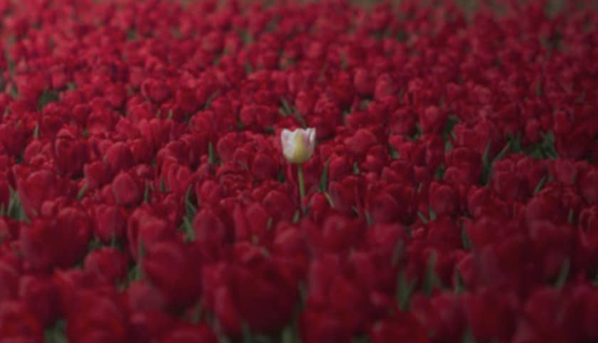 Farkı Fark etmek: Vahiy, İrade ve Vicdan