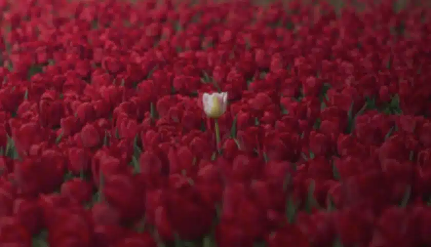 Farkı Fark etmek: Vahiy, İrade ve Vicdan