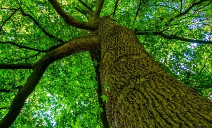 Partiler, Pırtılar, Asiller