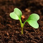 Müslümanın Yöntemi