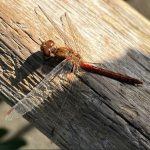 Siyasal Çürümenin Güncel Bir Sorun Olarak Yeniden Ortaya Çıkışı