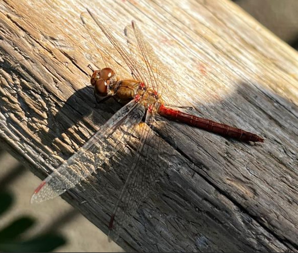 Yazışmalardan Notlar: Söz, Bilinçli Kölelik, “İslam” Ülkeleri