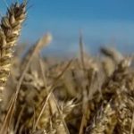 Hasan-ı Basrî’nin Kader Risalesinden Notlar