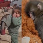 Dijital Ümmet: İnternet Çağında Dini Otoritenin Dönüşümü